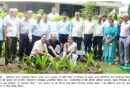 tree plantation