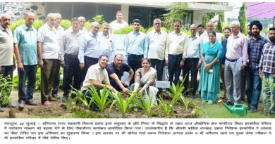 tree plantation